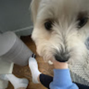 Meet your Posher, Piper